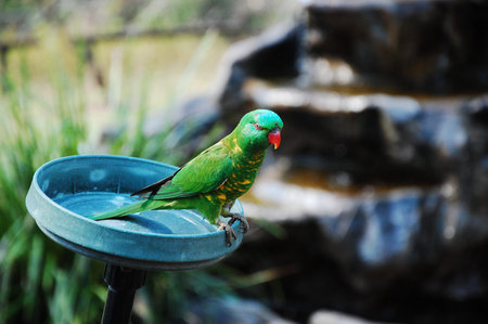 Lorikeet looking for food