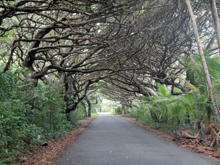 Tree arch on Isle of Pinesの写真素材