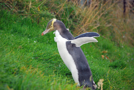 Yellow eyed penguinの写真素材