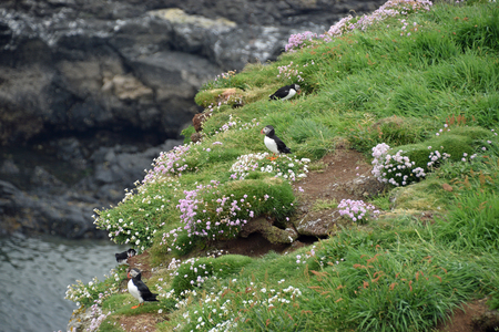 Puffins on Staffa Islandの写真素材
