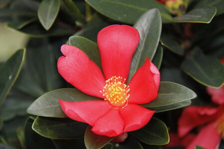 red blossom and green leavesの写真素材