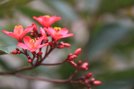 red blossoms and green leavesの写真素材