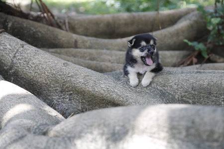 Cute dogの写真素材