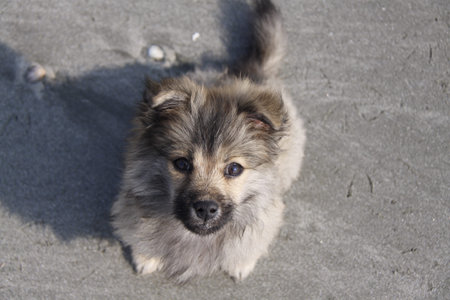 Cute dog