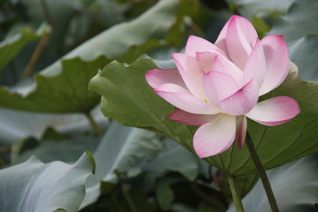 Lotus flowerの写真素材