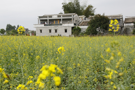 Canola flowers and towersのeditorial素材
