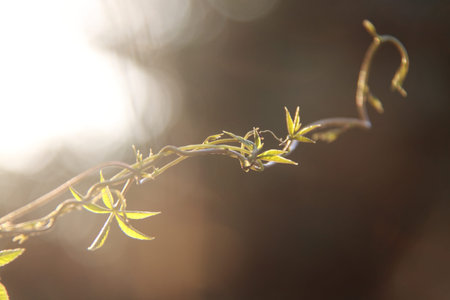 Tendrils and grammaticalizationの写真素材