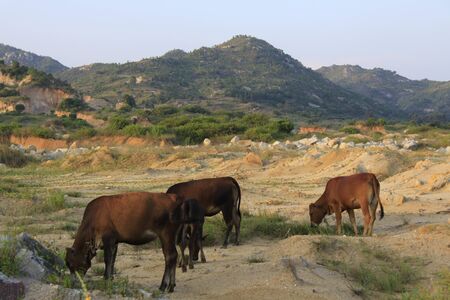Cowの写真素材