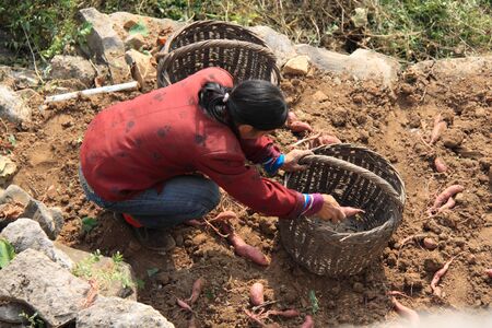 Woman picking potatoesのeditorial素材