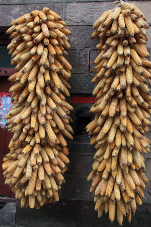 Corn heapのeditorial素材