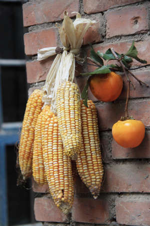 Farm corn and persimmons hanging on the wallの写真素材