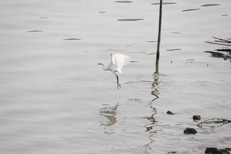 egret at the lakeの写真素材