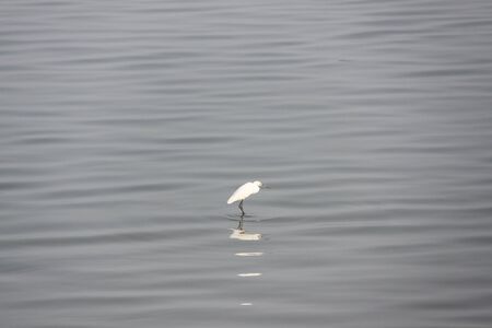 egret at the lakeの写真素材