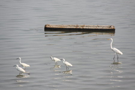 egrets at the lake