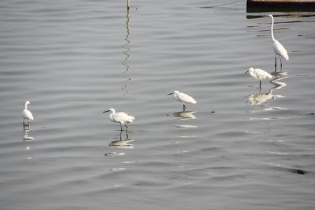 egrets at the lakeの写真素材