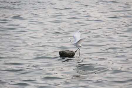 egret at the lakeの写真素材