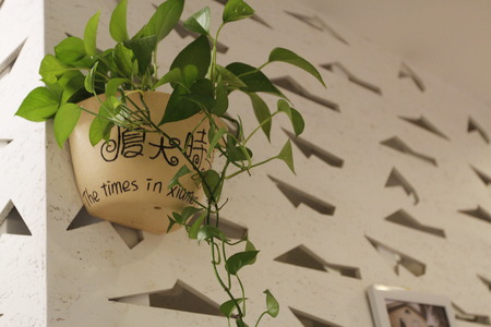 plant ceramic on the wallの写真素材