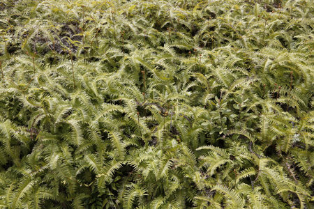 Fern leaves