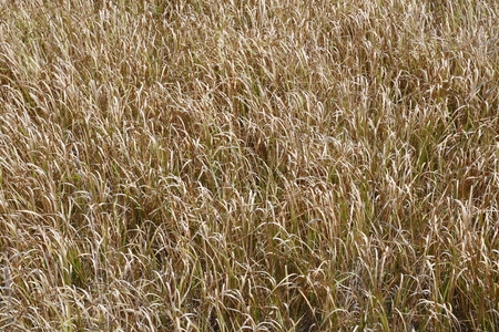Gramineous plantsの写真素材