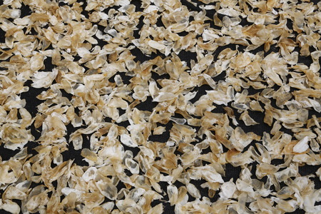 Dried squidの写真素材