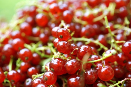 Shiny pile of ripe redcurrant berries in the sunlight