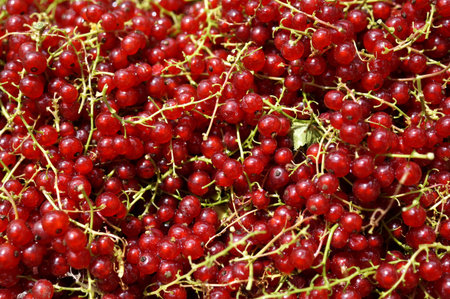 Shiny pile of ripe redcurrant berries in the sunlight