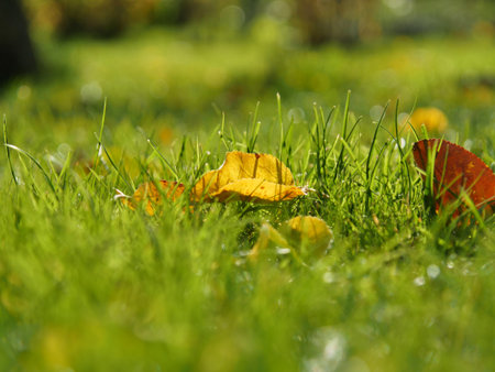 Shiny green grass with autumn leaves. Closeupの写真素材