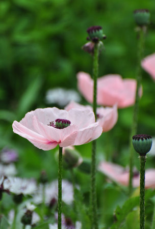Pink Poppyの写真素材