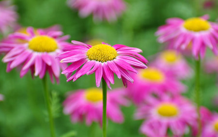 Purple Flowers