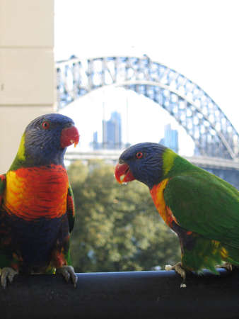 Two Paroquets on a balcony, overlooking the Sydney Harbour Bridgeの写真素材