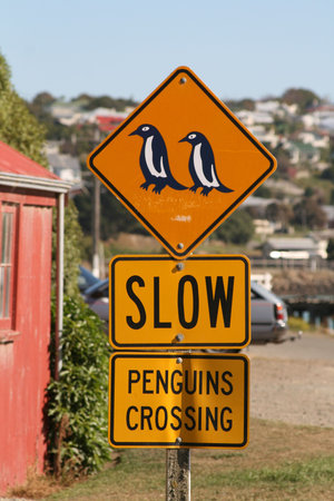 Penguin Crossing, Oumaru, New Zealandの写真素材