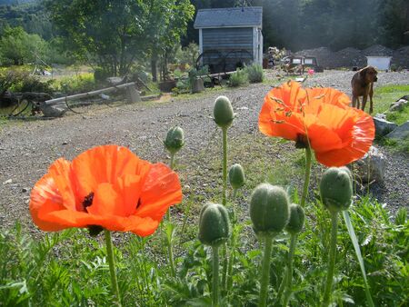 oriental poppiesの写真素材