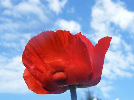 Red Poppy and Blue Skyの写真素材