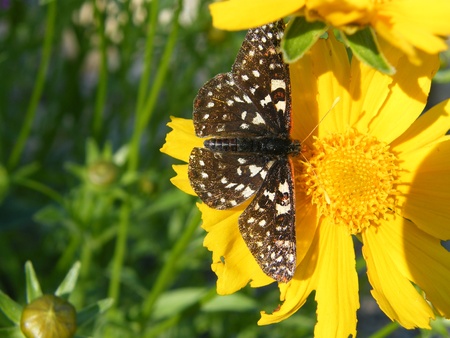 Butterfly on a yellow daisyの写真素材