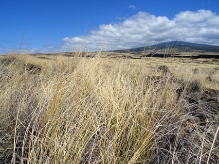 Beautiful view from a lava field on the Mt. Hualalai in Big Island, Hawaii
