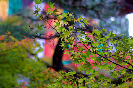 Beautiful green and yellow maple leaves (Momiji) in Kyoto's Eikando Temple