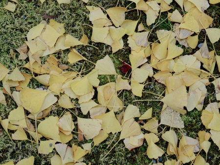 Top view of many beautiful yellow gingko leaves fallen on the grass at Eikando Temple in Kyotoの写真素材