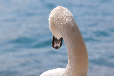 Rear picture of a beautiful Swan that is looking towards the water. Captured on the Lake Lugano in Ticino Canton, Switzerlandの写真素材