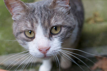 View of a beautiful grey colored cat with yelloish colored eyes looking straight to the cameraの写真素材