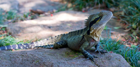 Beautiful Australian Water Dragon lizard (Intellagama lesueurii, formerly Physignathus lesueurii),