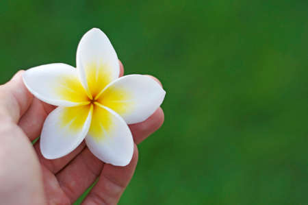Close up picture of a hand holding a white and yellow frangipani flower (also known as plumeria) in front of a green grass backgroundの写真素材