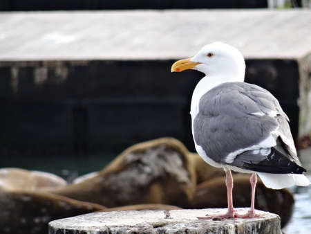 Close up picture of a Sea Gull with some sea lions in the background at the famous Pier 39 dock in San Fransisco, Californiaの写真素材