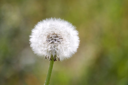 Close up picture of a Taraxacum (also known as Dandelion) flower head against a green lawn...