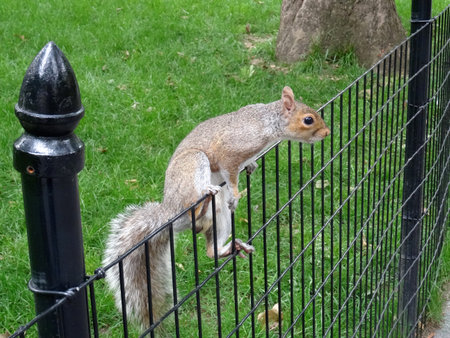 View of a eastern grey squirrel climbing over a metallic fence at Central Park in New York