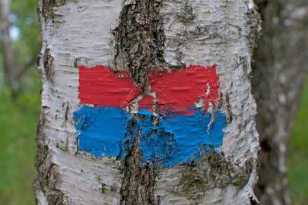 Ticino flag painted on a Birch tree located on a hiking trail in the Capriasca region in Switzerland