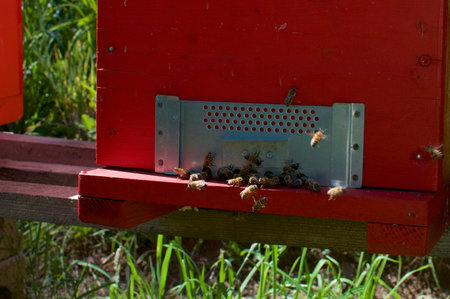 View of a red beehive entrance with many bees flying around