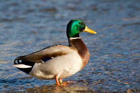 Beautiful drake male Mallard duck standing in the shallow water of the lake Lugano at sundown in Switzerlandの写真素材