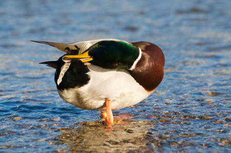 Beautiful drake male Mallard duck cleaning its feathers while standing in the shallow water of the lake Lugano at sundown in Switzerlandの写真素材