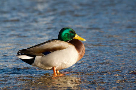 Beautiful drake male Mallard duck standing in the shallow water of the lake Lugano at sundown in Switzerlandの写真素材