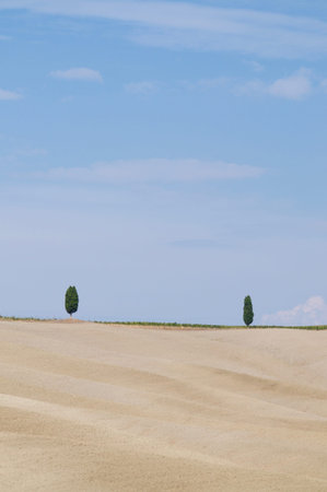 Beautiful view of two little cypress trees standing over an agricultural field in the valley of Val d'Orcia in Tuscany, Italyの写真素材